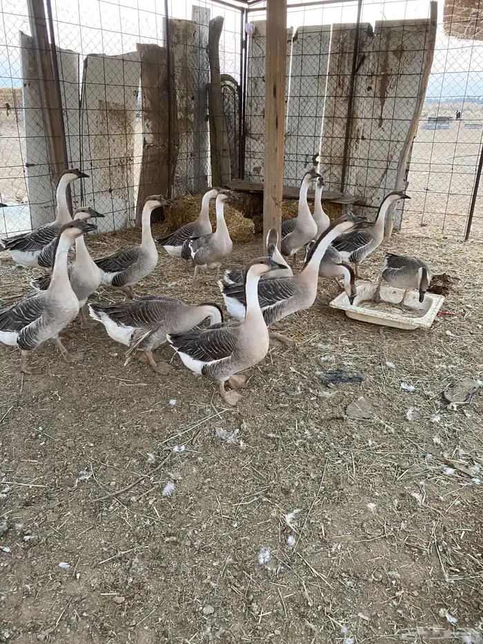 للبيع وز عراقي اصل 1