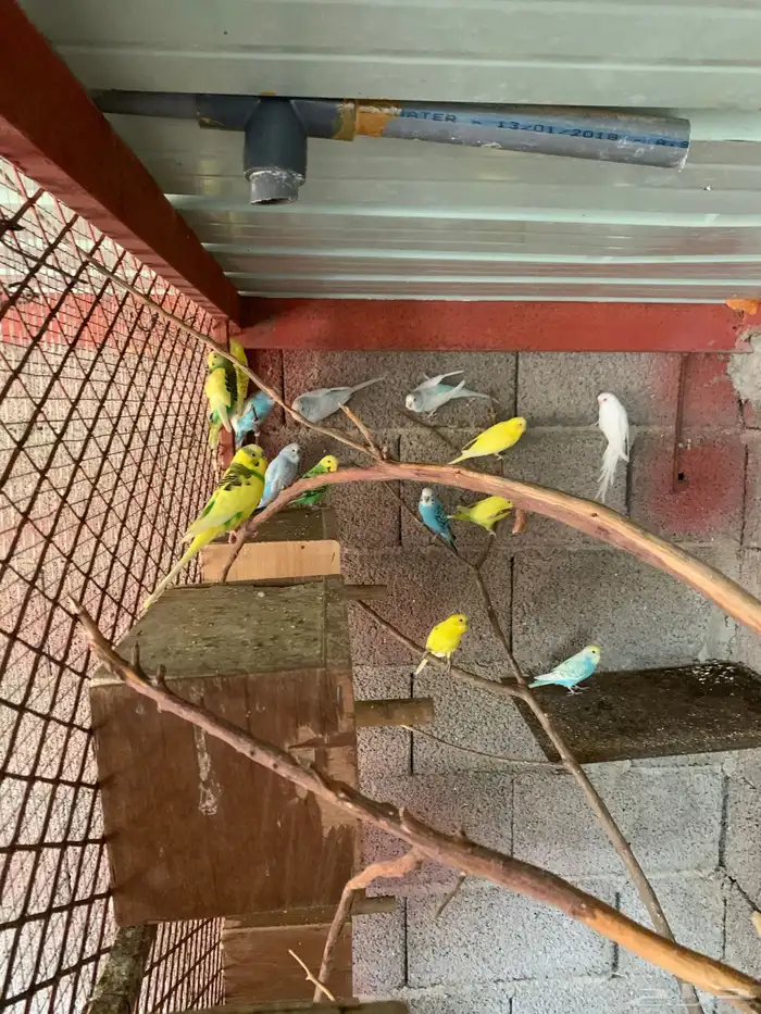 طيور بادجي 1