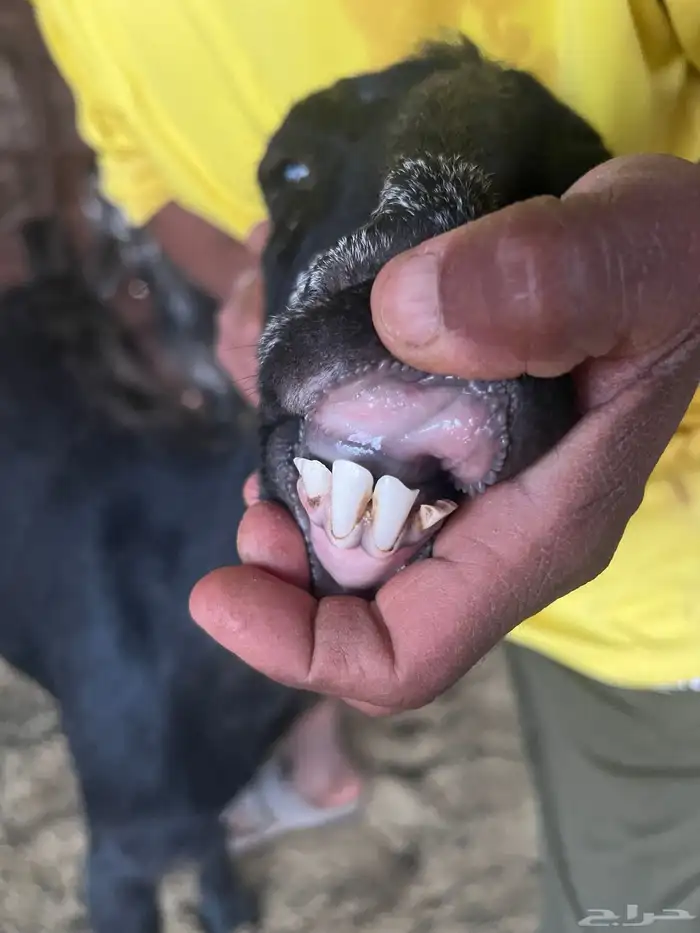 معزا صنف طيبه وجروم طيبه 5