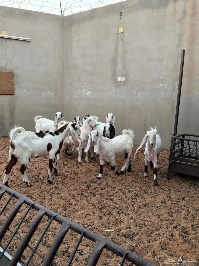 جفار مشاريك للبيع 2