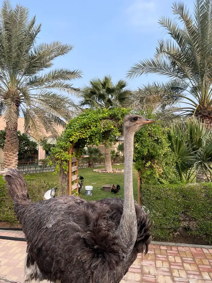 لحم نعام سنه ونصف العمر 3