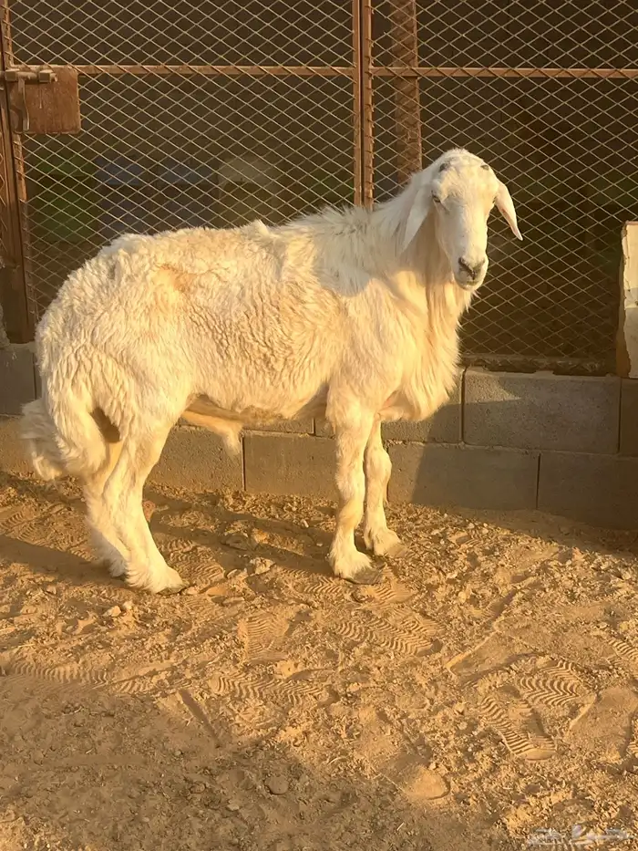 فحل جرى سديس ونعاج نجد 4