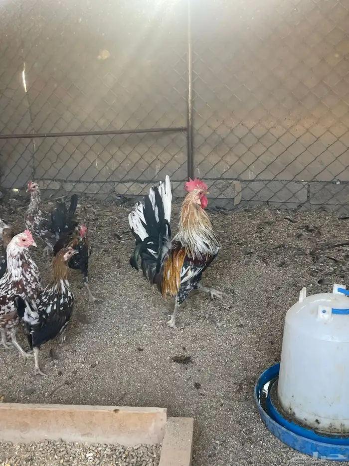 للبيع دجاج ماكنتوش حضان اصيل 2