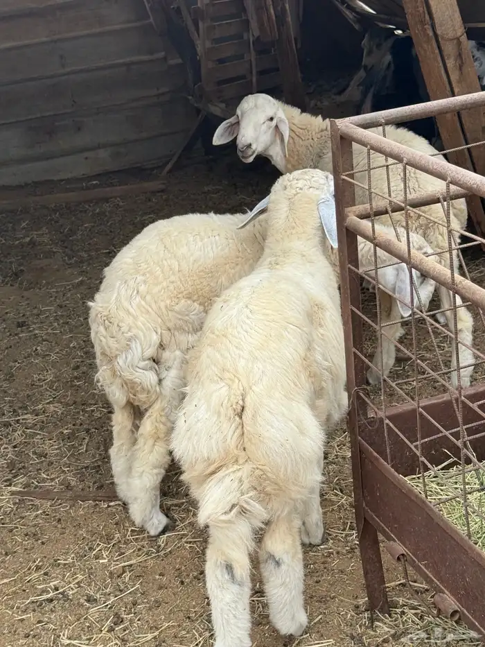 ذبائح بلدي للمناسبات والافراح تربية مو حلال والدي نظيفة 8