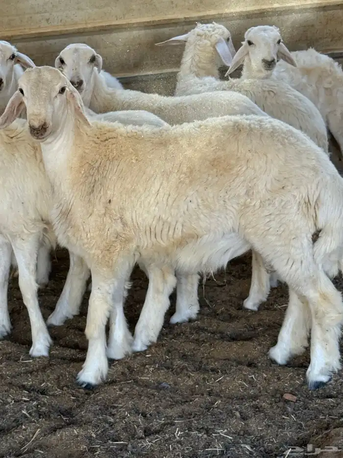 ذبائح بلدي للمناسبات والافراح تربية مو حلال والدي نظيفة 22