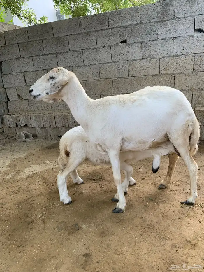 نعجه يتبعها رخله 1