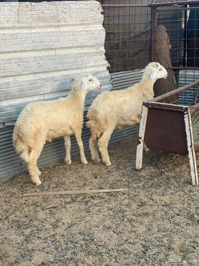 للبيع خرفان ذبايح 2