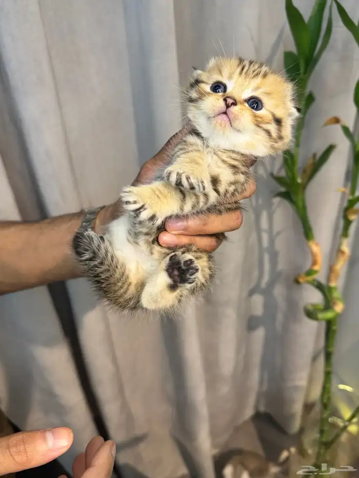 كيتن سكوتش (تايقر) 1