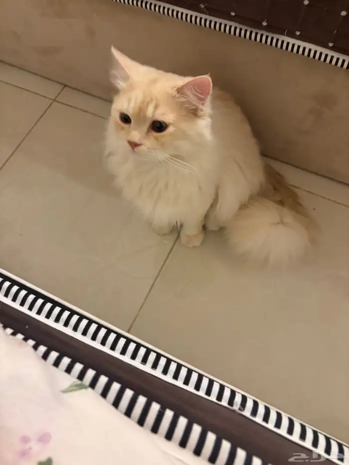 قط ذكر للتزاوج 1