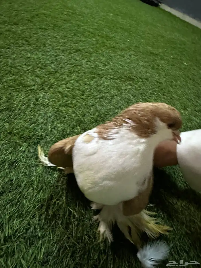 حمام زينه منتج نفاخ 5