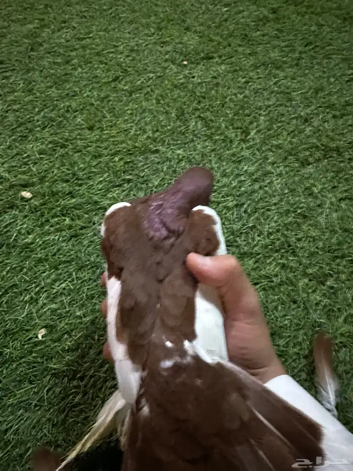 حمام زينه منتج نفاخ 12