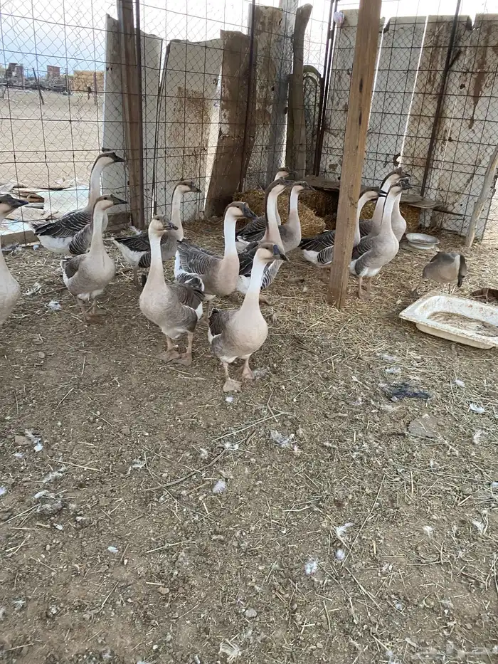 للبيع وز عراقي اصل 0