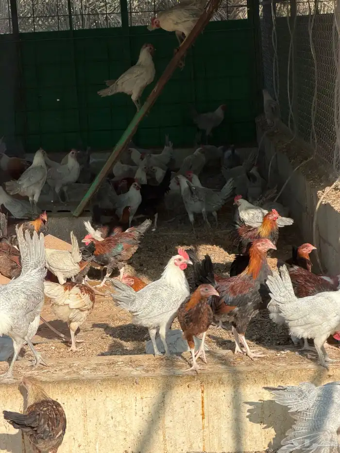 ديكة للبيع عمر 4-5 شهور العدد 400 ( فيومي وبلدي ) 4