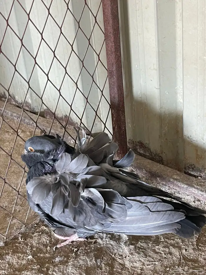 للبيع زوج كشكي  تب التب 2