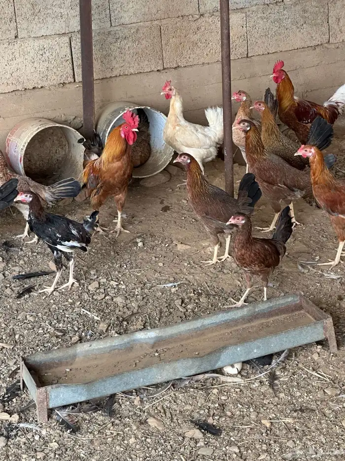 دجاج بلدي حضان 9