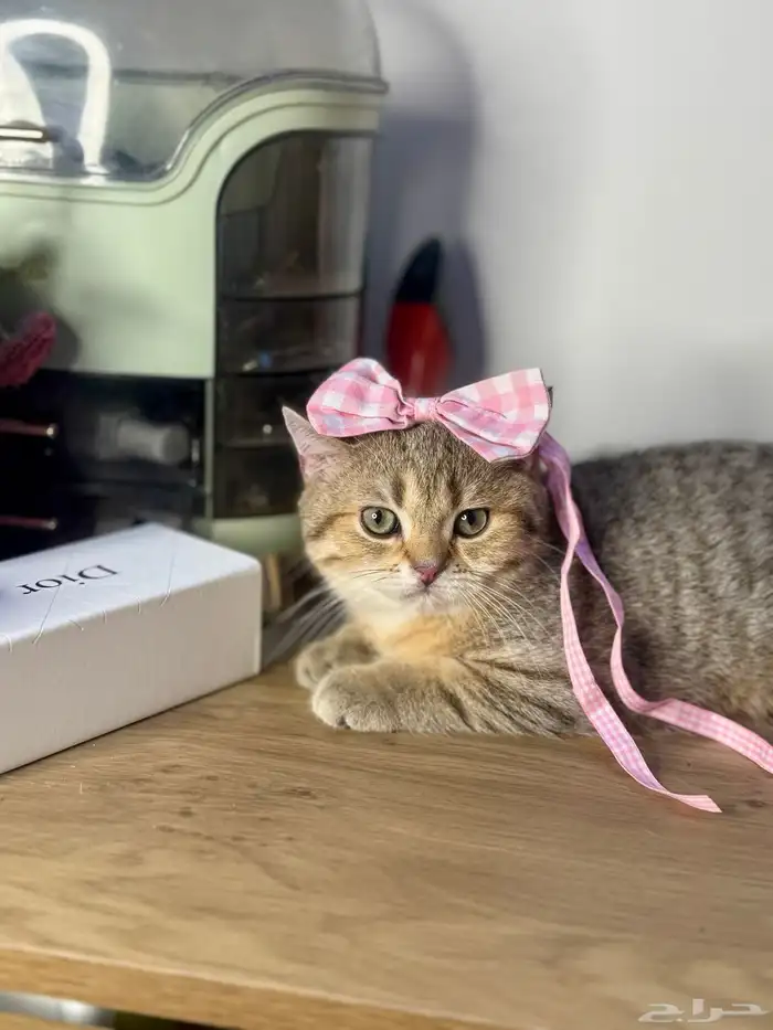 قطو سكوتش ستريت بيور للبيع 2