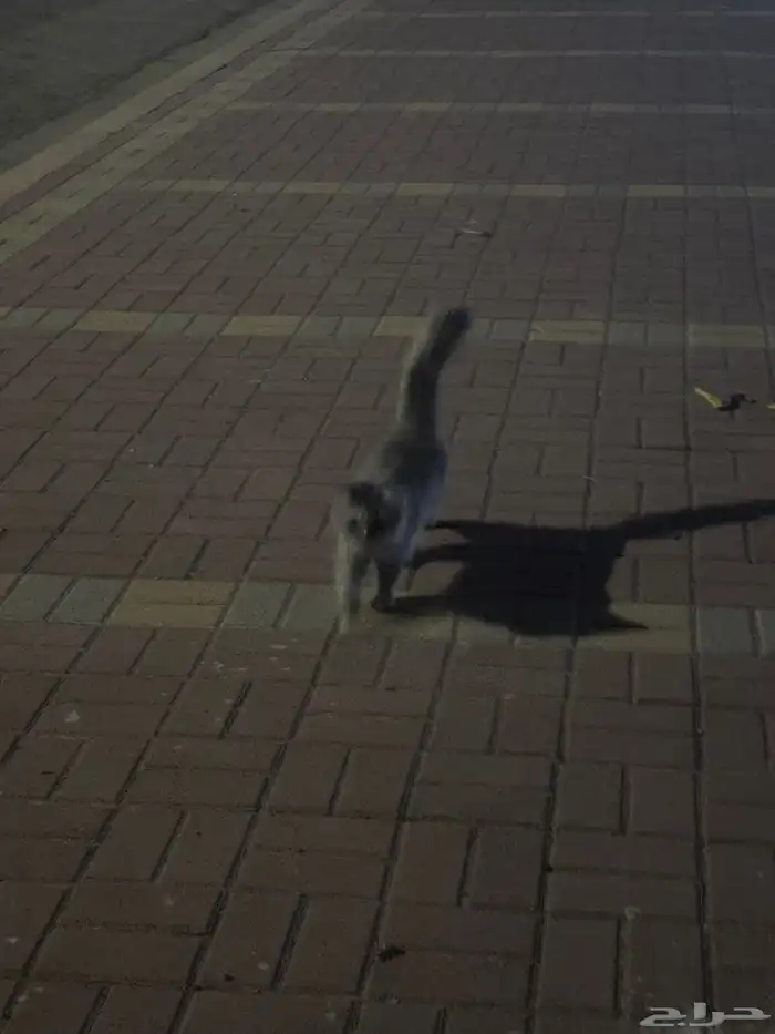 حصلت قط ضائع 1