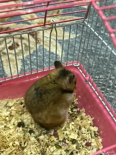 هامستر سوري index