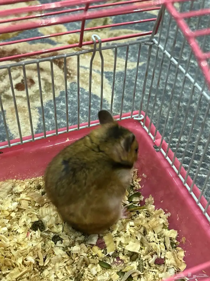 هامستر سوري 1