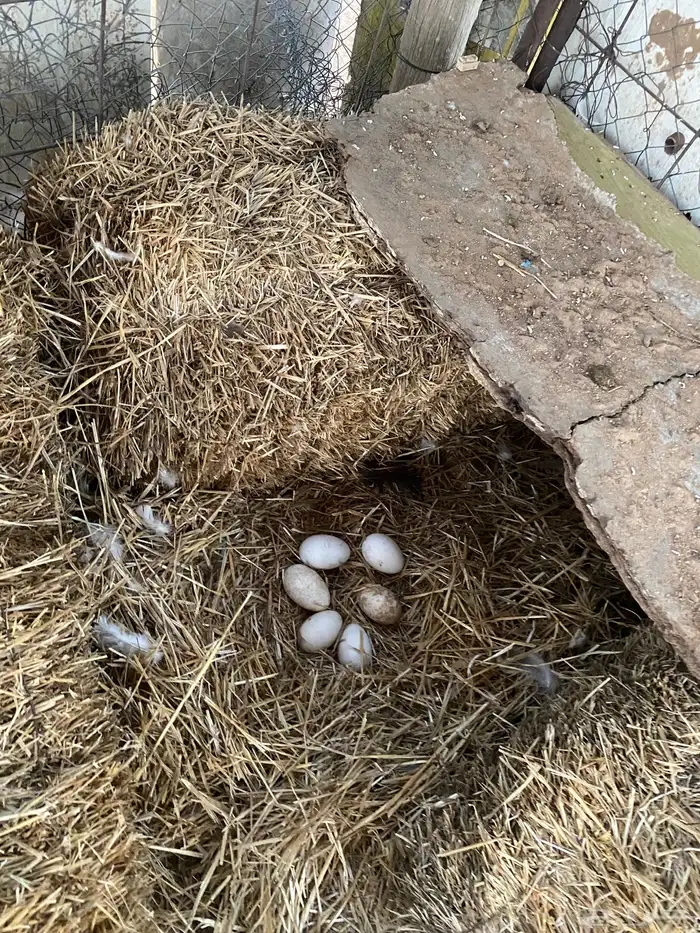 للبيع وز عراقي اصل 4