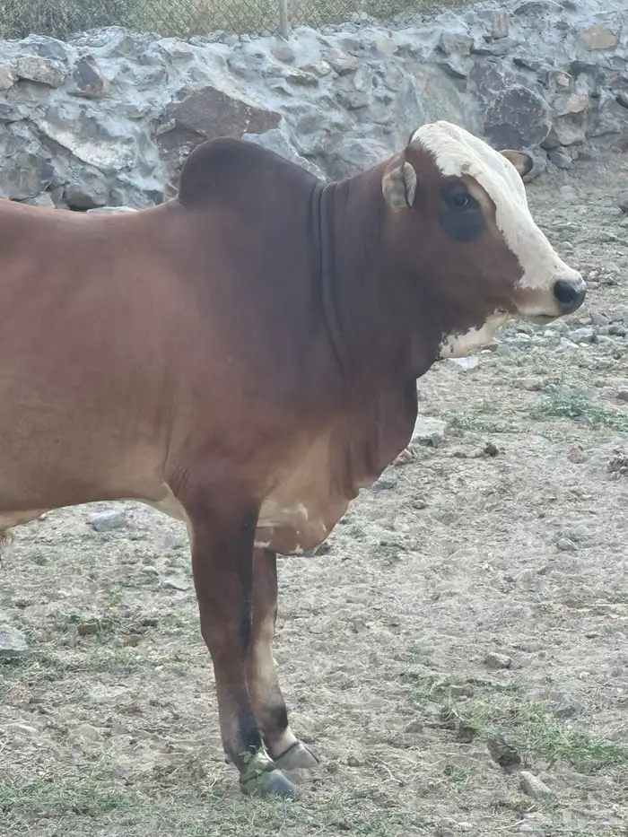 عجل او حسيل بلدي مشروع فحل كفو 0