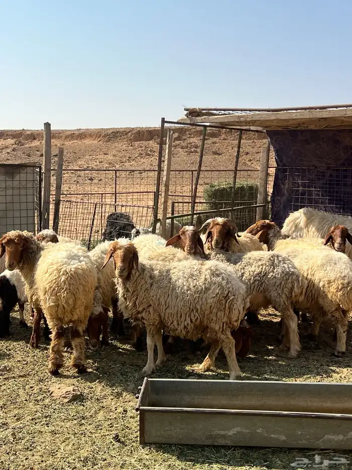 غنم نعيم مضاريع 15