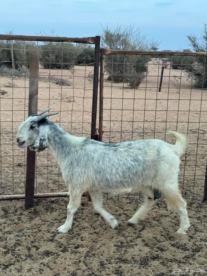 عنز حايل فول شحم 3