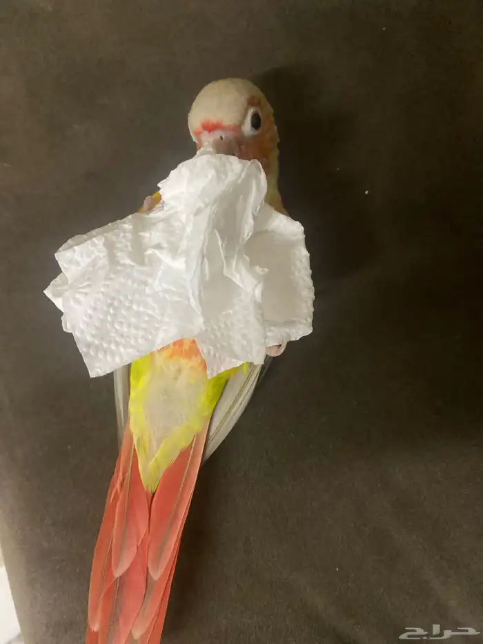 كنيور بغبغاء 2