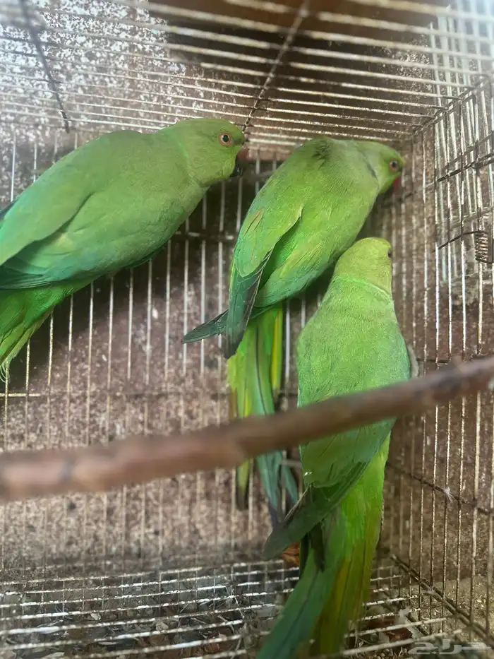 ذكر دره هندي 4