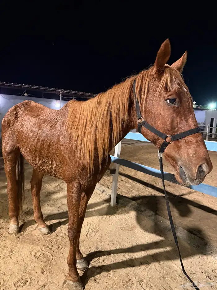 للبيع حصان ب 1000 ريال 0