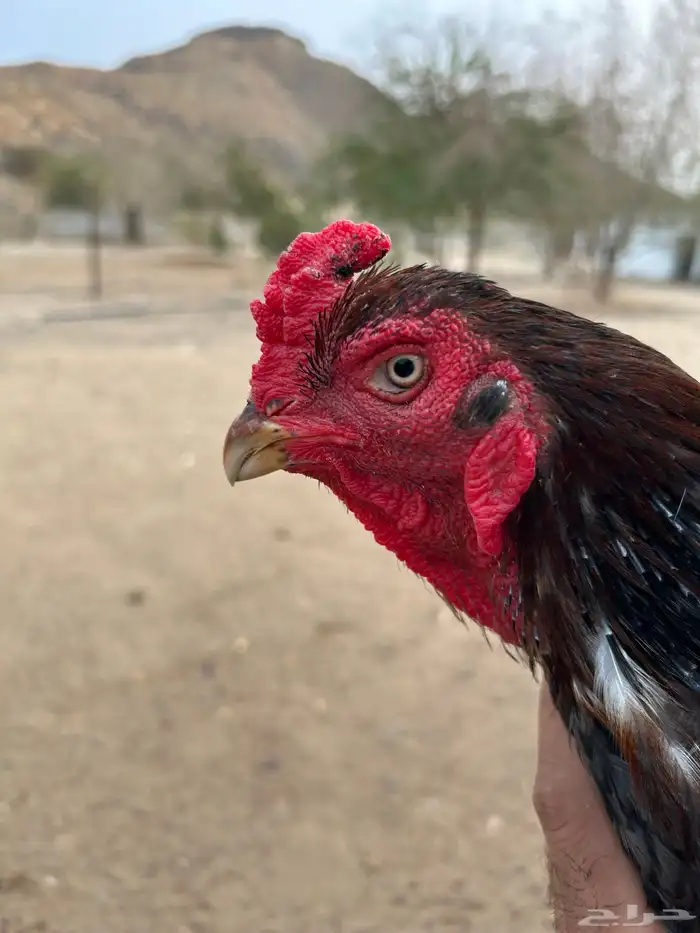 ديك باكستاني خاكي 2