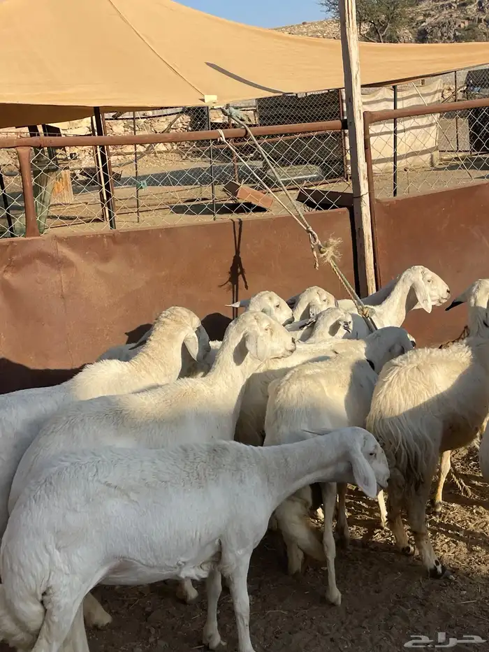 ضان دفع بفحلها شعره قصيره 4