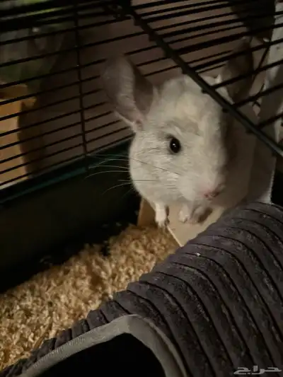 شانشيلا للبيع index