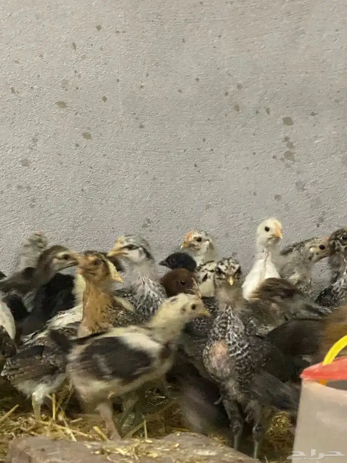 صيصان بلدي وفرنسي للبيع 2