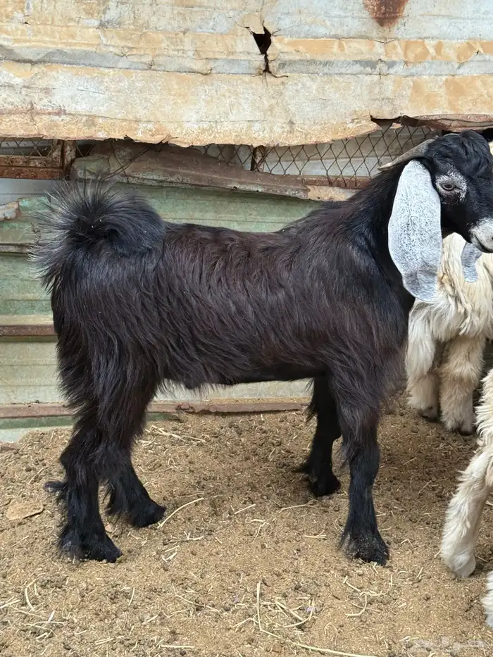 ذبائح بلدي للمناسبات والافراح تربية مو حلال والدي نظيفة 11