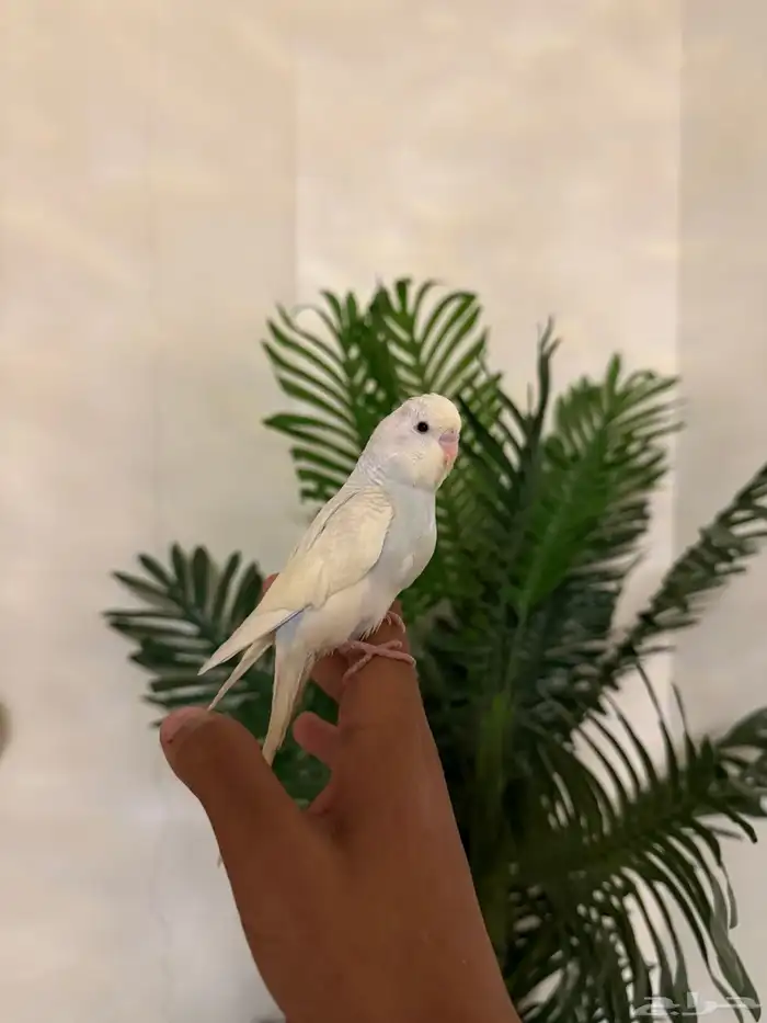 طيور بادجي وروز اليفه 10