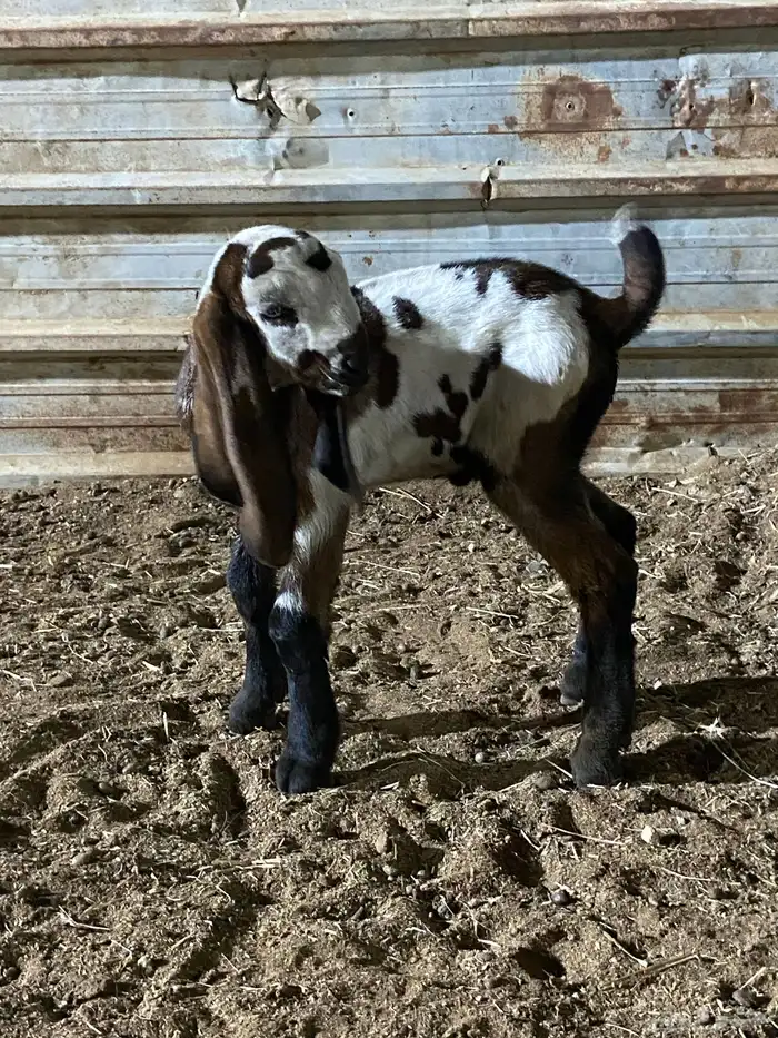 2 تيوس هندية بيور 0