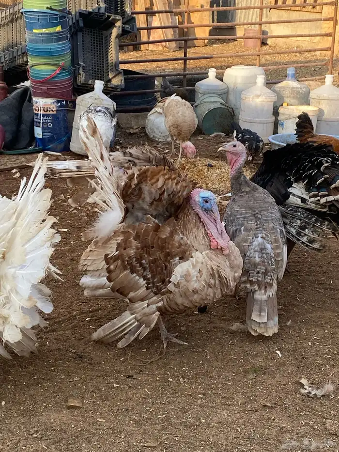 دجاج وديوك رومي 0