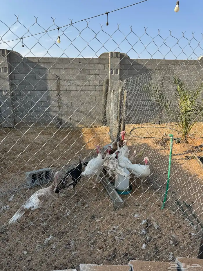 اطقم دجاج رومي 0