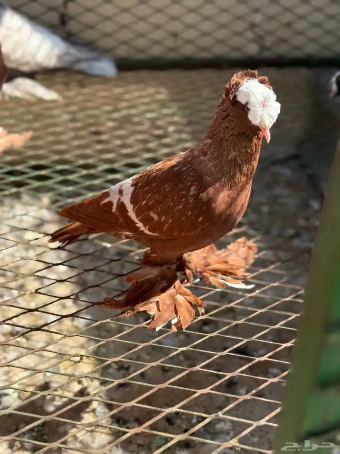 حمام ساكسون 3