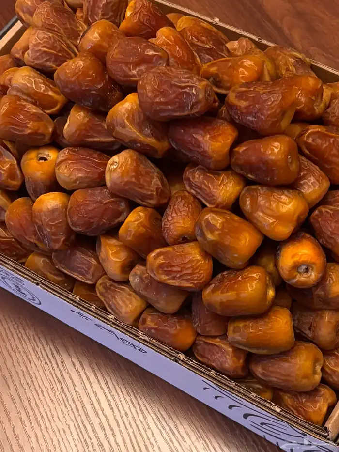 سكري نوادر ملكي مفتل و جلكسي 1