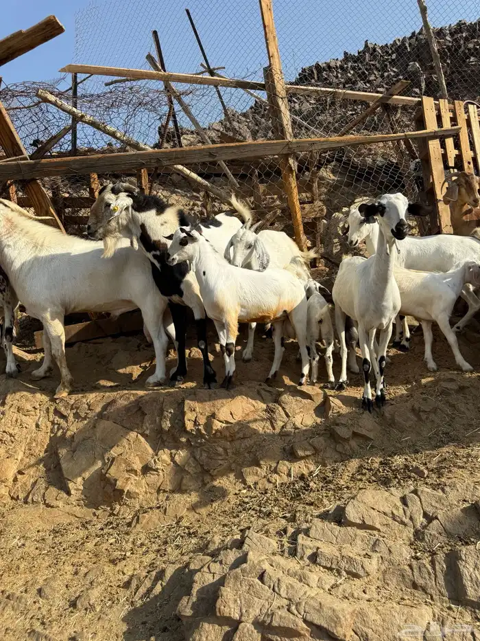 ذبائح بلدي للمناسبات والافراح تربية مو حلال والدي نظيفة 23