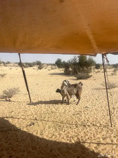 عنز خلفه متاوم للبيع index