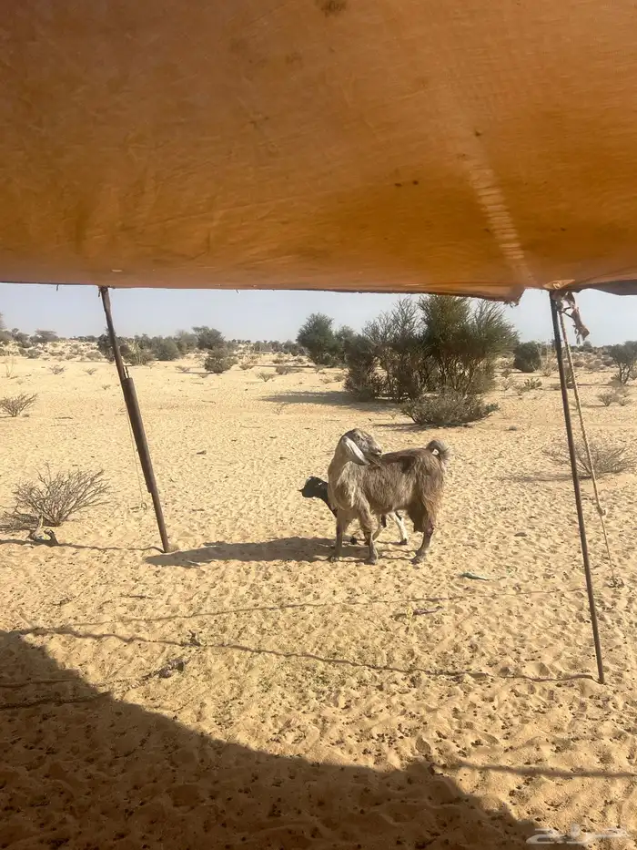 عنز خلفه متاوم للبيع 2