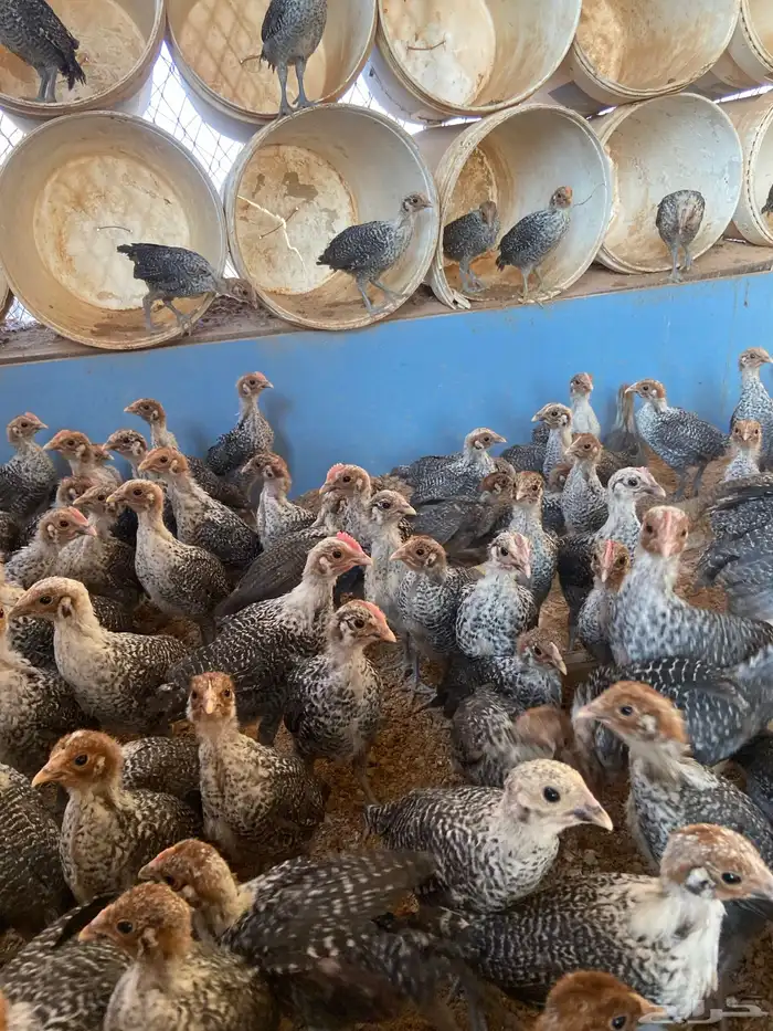 دجاج فيومي شبابي بالحناكيه 4