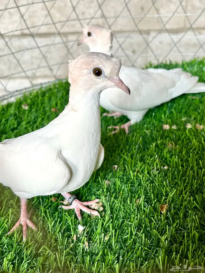 حمام ياكريم كلر هد دبل كرست 1