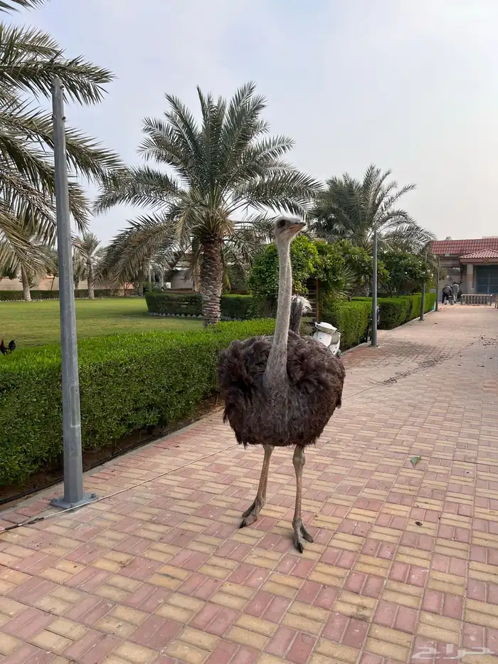 لحم نعام سنه ونصف العمر 1