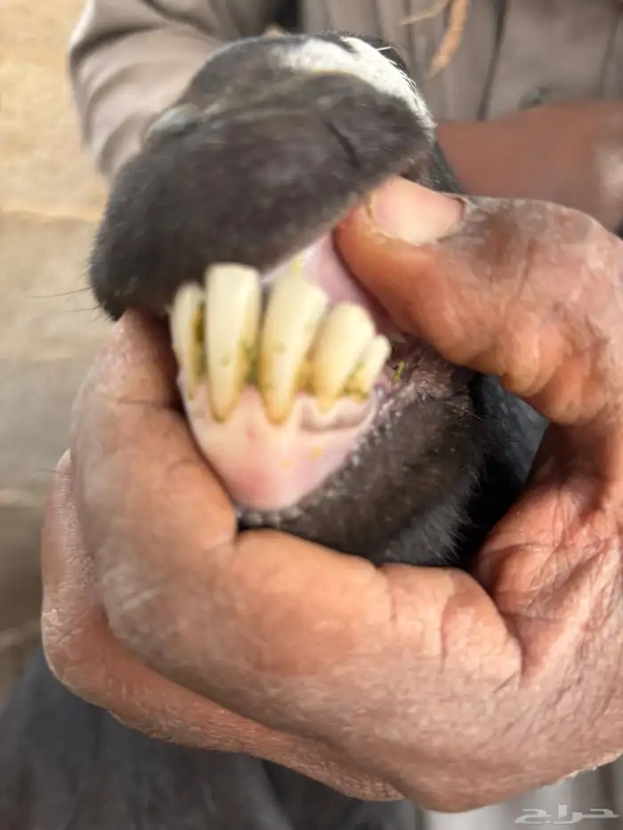 للبيع معزا دفيع ومضاريع 7