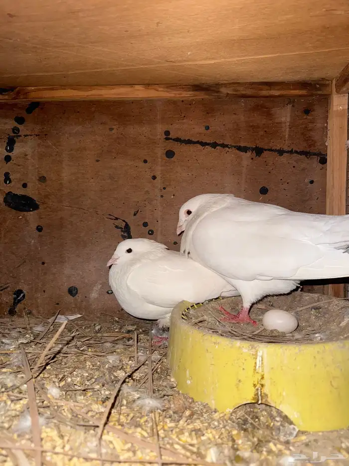 لواحم علا الشرط انتاج 0