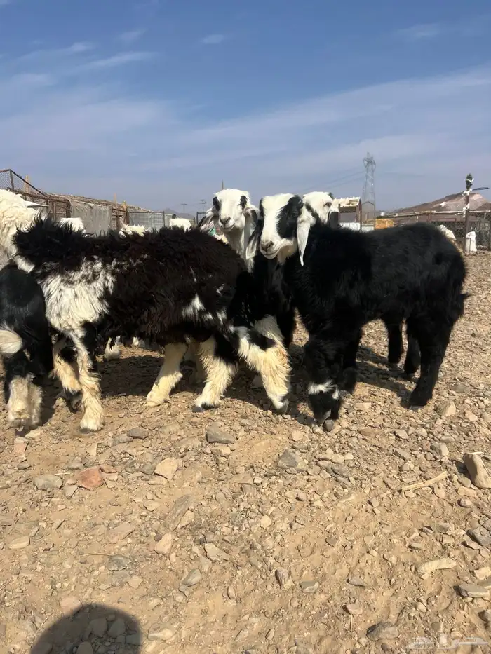 طليان نجد ذبايح 1